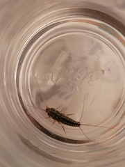 Ctenolepisma lineatum