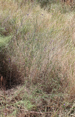 Delphinium consolida paniculatum