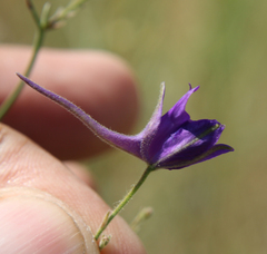 Delphinium consolida paniculatum