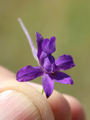 Delphinium consolida paniculatum