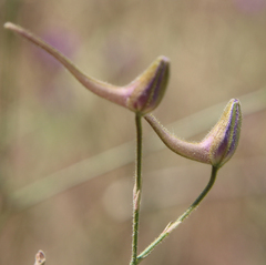 Delphinium consolida paniculatum