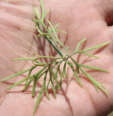 Delphinium consolida paniculatum