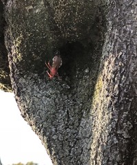 Agriosphodrus dohrni