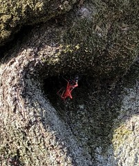 Agriosphodrus dohrni