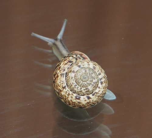 Marmorana serpentina (A.Férussac, 1821)