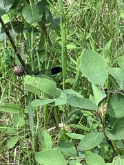Calopteryx aequabilis