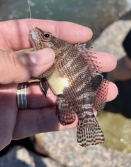 Serranus subligarius