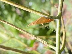 Anthocharis cardamines