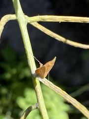 Anthocharis cardamines