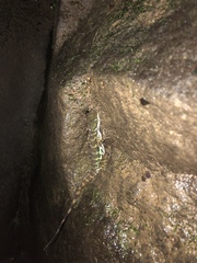Anolis aquaticus