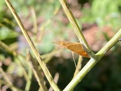 Anthocharis cardamines