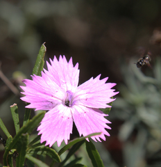 Dianthus bicolor