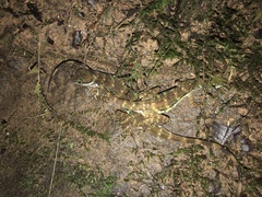Anolis aquaticus
