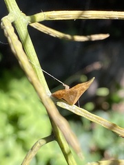 Anthocharis cardamines