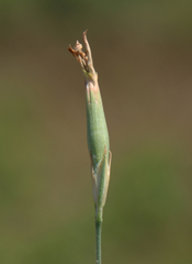 Dianthus bicolor