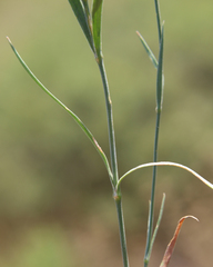 Dianthus bicolor