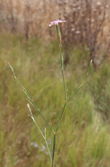 Dianthus bicolor