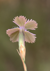 Dianthus bicolor