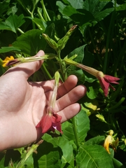 Nicotiana alata