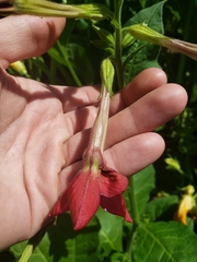 Nicotiana alata
