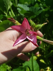 Nicotiana alata