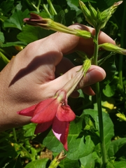 Nicotiana alata