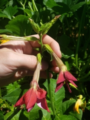 Nicotiana alata