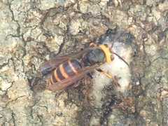 Vespa analis insularis