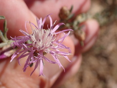 Centaurea paniculata