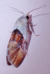 Phalonidia lepidana