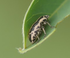 Eudiagogus rosenschoeldi