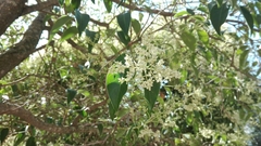 Ligustrum lucidum