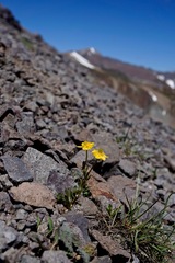 Ranunculus eschscholtzii oxynotus