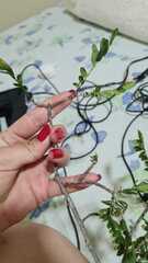 Zanthoxylum hamadryadicum