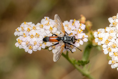 Cylindromyia brassicaria
