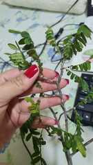 Zanthoxylum hamadryadicum