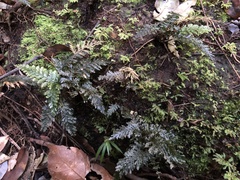 Trichomanes obscurum