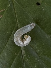 Monostegia