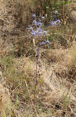 Eryngium caeruleum