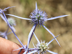 Eryngium caeruleum