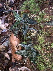 Trichomanes obscurum