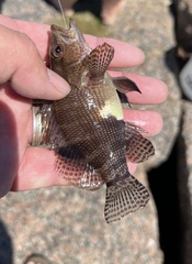 Serranus subligarius