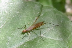 Micropeza stigmatica