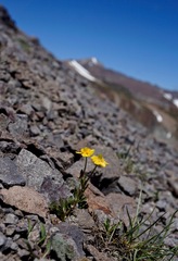 Ranunculus eschscholtzii oxynotus