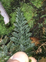 Trichomanes obscurum