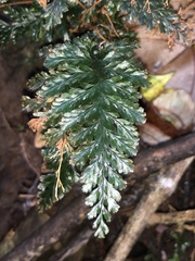 Trichomanes obscurum