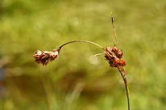 Luzula spicata