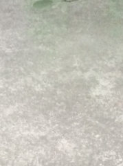 Zoysia
