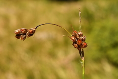 Luzula spicata