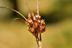 Luzula spicata